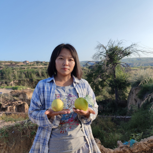 山西偏关农村娜两口推荐黄土高坡旱地酥梨5斤包邮