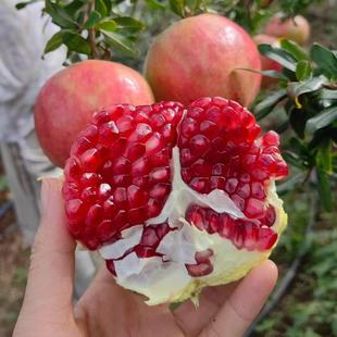 突尼斯软籽甜石榴2025新鲜上市枣庄特产10斤礼盒中秋送礼薄皮多汁