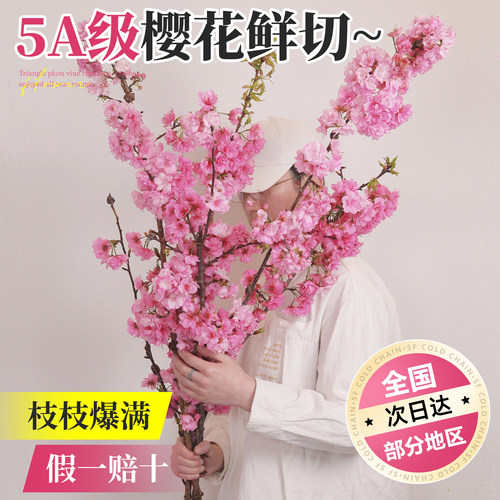 【5A特级】樱花鲜切花室内好养