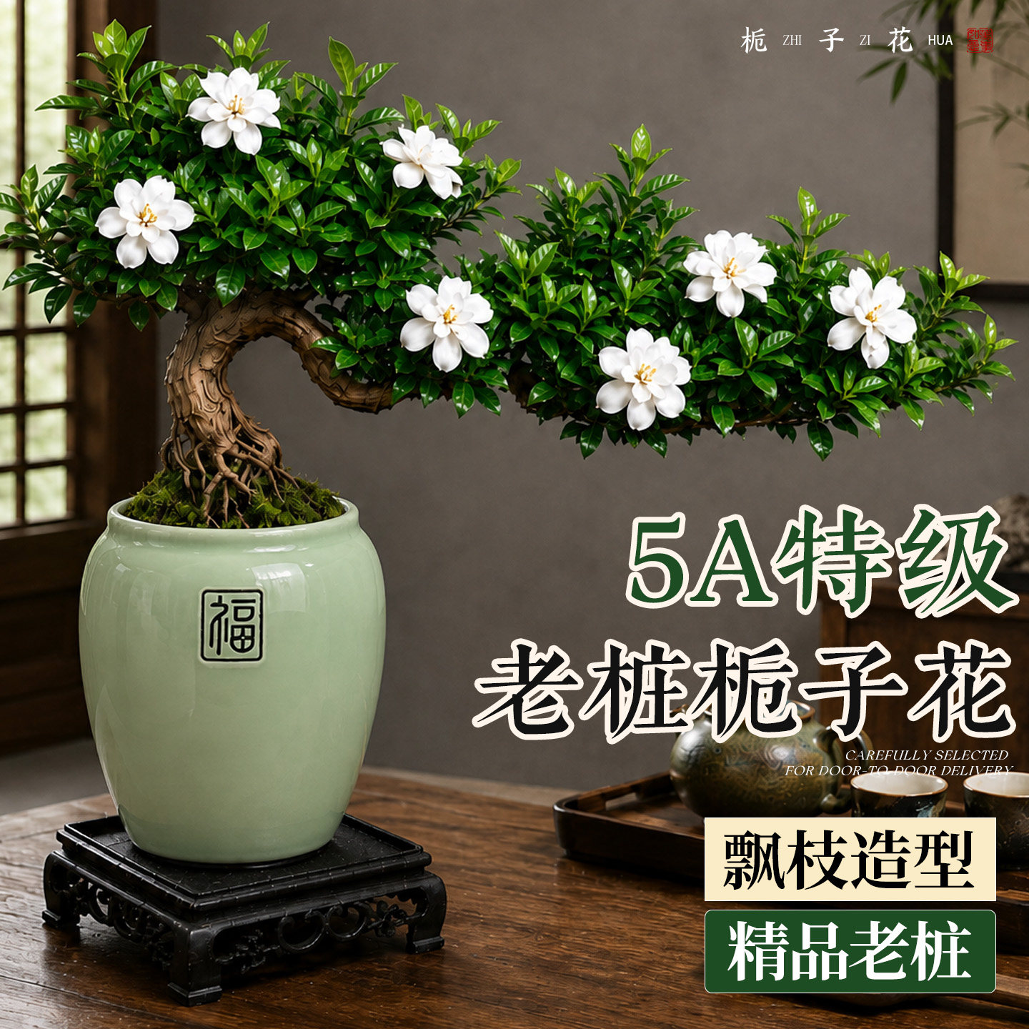 老桩栀子花飘枝造型盆景禅意盆栽图片