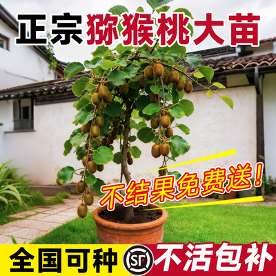 猕猴桃盆栽黄心红心翠香