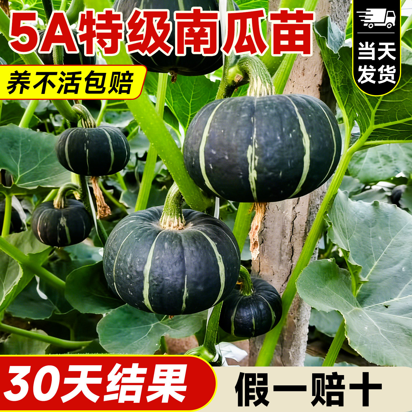 绿贝贝南瓜苗正宗板栗味南瓜秧苗种子带土高产早熟阳台盆栽蔬菜苗