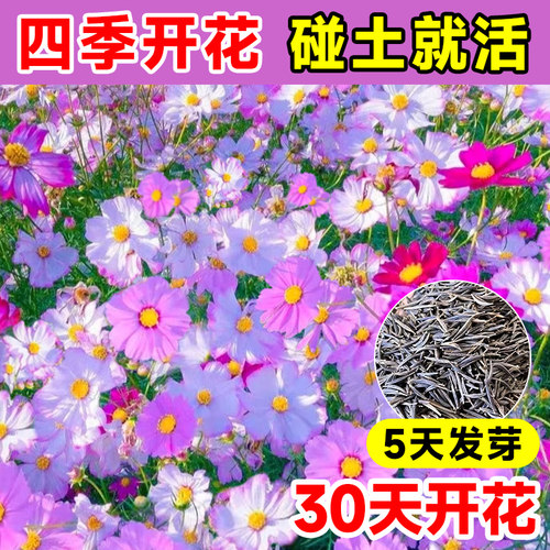 格桑花四季播种5天发芽30天赏花