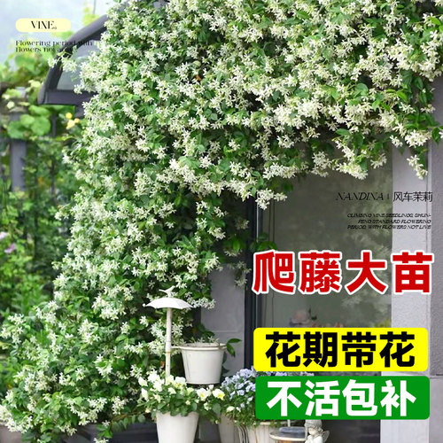 风车茉莉爬藤大苗【不活包补】