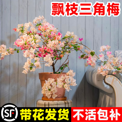 三角梅盆栽带花苞四季飘枝造型