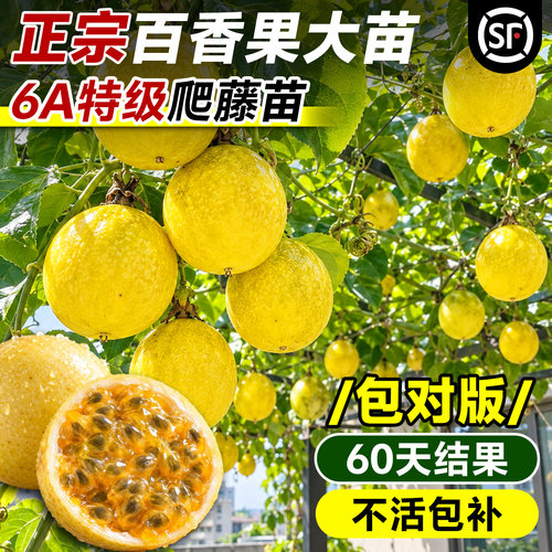 正宗百香果爬藤大苗包对版包养活