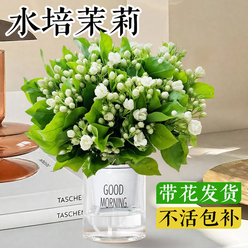 茉莉花水培植物带花苞盆栽室内办公室桌面懒人花卉绿植四季好养活