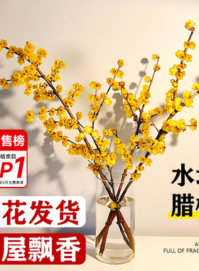 腊梅花鲜花水养鲜切花干枝蜡梅鲜花年宵花卉水培植物花束客厅摆设