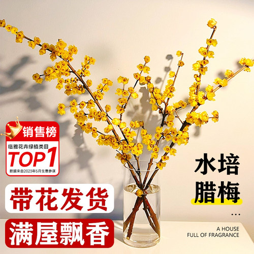 满枝花苞水养腊梅鲜切花客厅摆设