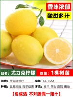 [Без горшка] 1 саженец лимона Ульрика (с листьями и шариками грязи)