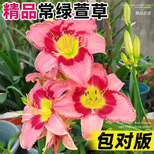 大花萱草盆多年生花苗