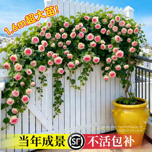 蔷薇花苗藤本月季花树大苗庭院爬藤植物阳台花卉爬墙玫瑰耐寒盆栽