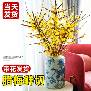 腊梅花鲜花鲜切花干枝蜡梅插花水培植物花束真花卉花期超长的鲜花