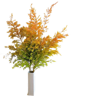 千层金鲜花树枝干树枝水培植物干花天然干花树枝树干装饰树叶叶子