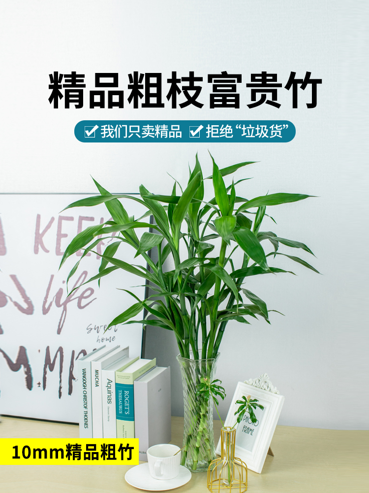 富贵竹水培植物水养发财竹带根客厅绿植招财转运竹子粗壮盆栽室内