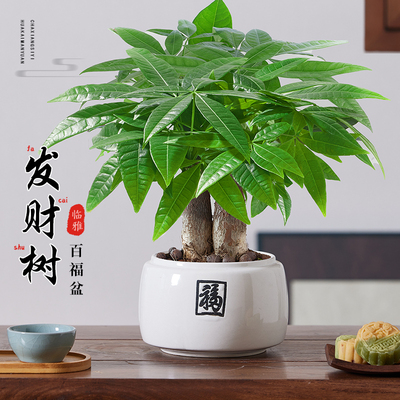 发财树小盆栽2025新款盆景客厅大盆栽办公室桌面绿植花卉盆栽植物