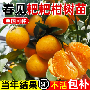 正宗四川春见耙耙柑树苗丑橘杷杷柑种植粑粑柑树苗盆栽橘子树果苗
