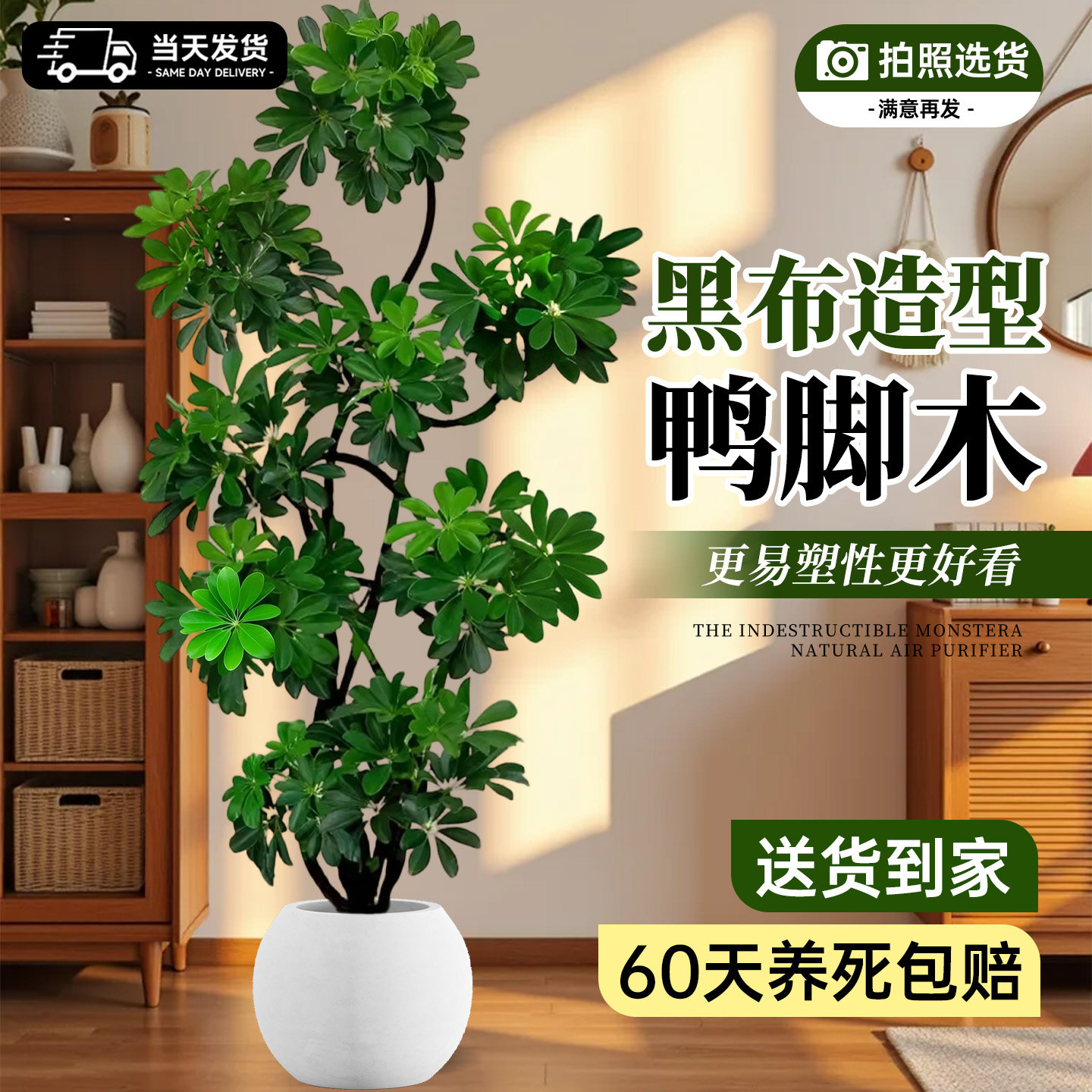 鸭脚木客厅大盆栽造型鸭掌木高级感客厅鹅掌柴室内落地大型绿植物,鲜花速递/花卉仿真/绿植园艺,大型绿植/成品组合盆栽,淘宝优惠券,粉丝福利购,淘宝优惠卷