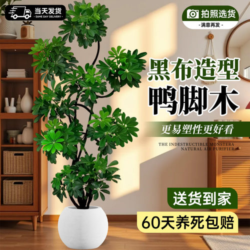 鸭脚木大盆栽客厅摆件四季常青