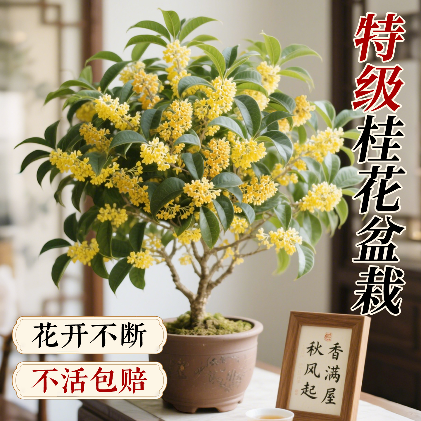 【特级品质】满屋飘香花开不断
