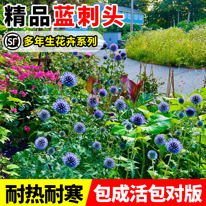 蓝刺头耐寒鲜花盆栽庭院四季开时令草本花卉室外植物多年生真花禄