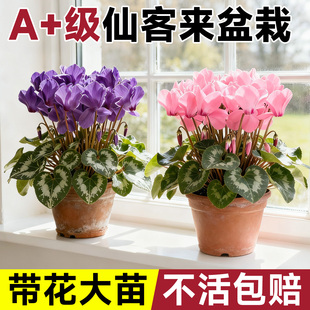 仙客来盆栽带花特大花苗兔耳花阳台室内开花花卉蝶衣花年宵花绿植