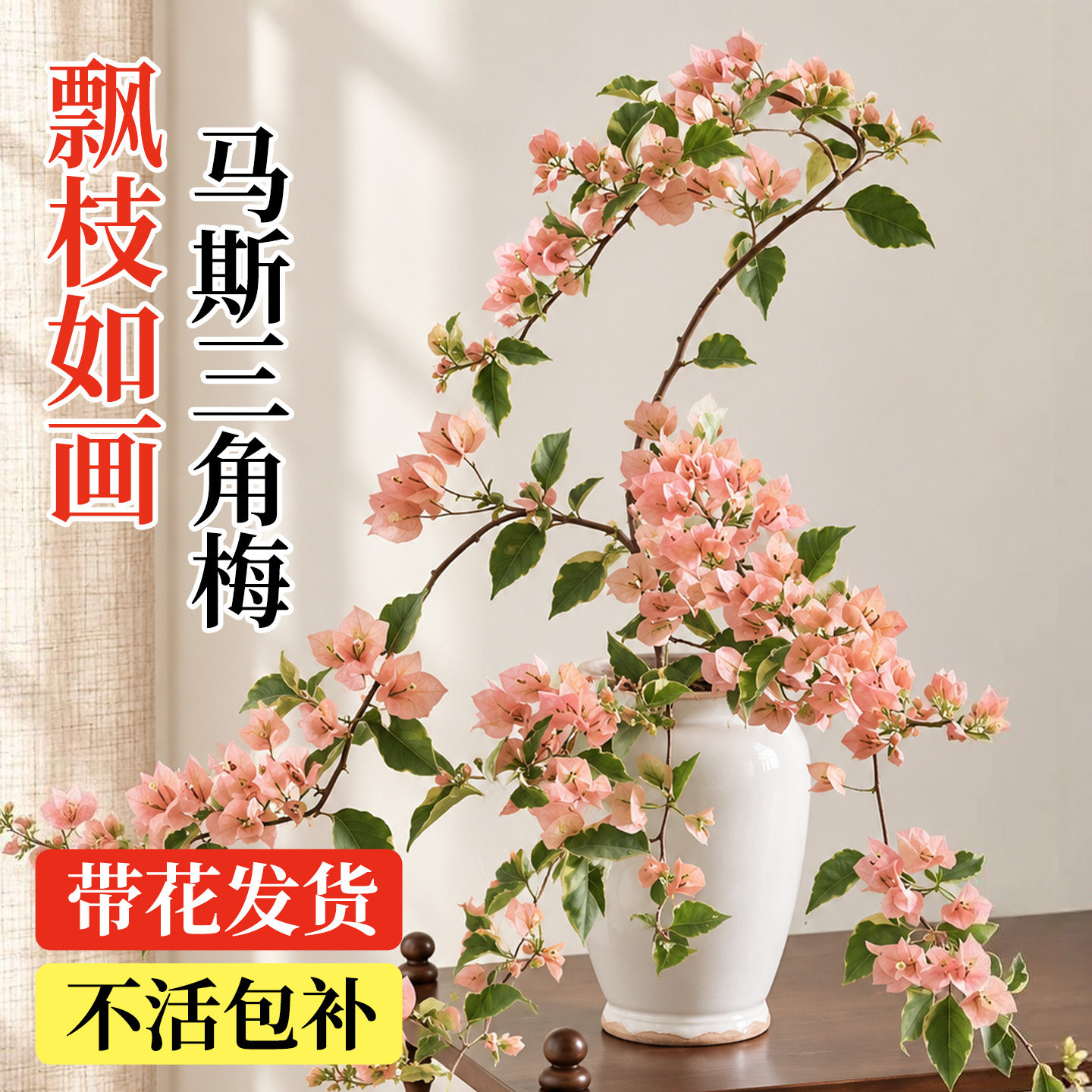 马斯三角梅盆栽高飘枝带花苞发货老桩特大号高端稀有绿樱四季开花