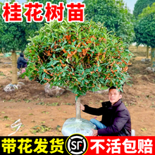 桂花树苗盆栽绿植庭院地栽大树室外花卉四季桂金桂老桩好养活植物