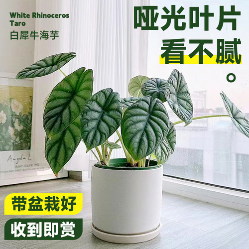 白犀牛海芋盆栽高级感室内好养活