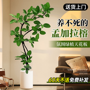 孟加拉榕客厅绿植黄金榕客厅高级感室内大型植物落地盆栽好养易活
