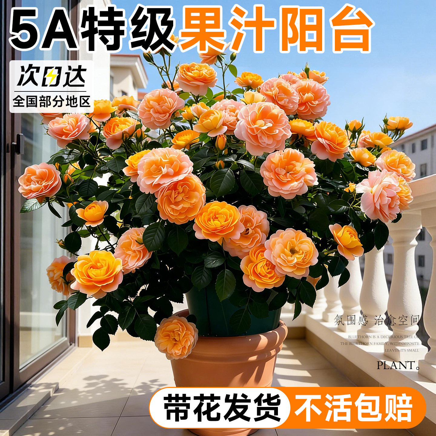 【5A特级果汁阳台】带花发货图片