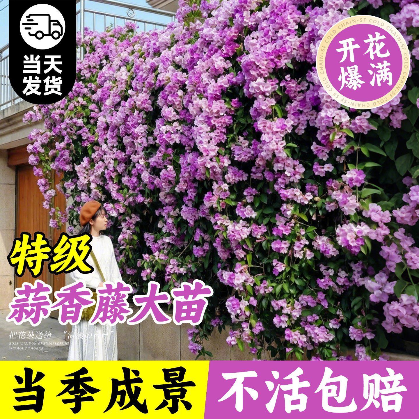 蒜香藤花苗带花苞爬藤植物驱蚊紫藤花四季开花庭院阳台花卉绿植