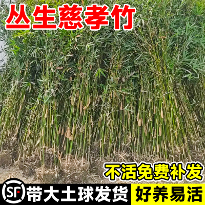 丛生慈孝竹苗庭院竹子树苗孝顺竹盆栽造景装饰竹子苗庭院四季常青