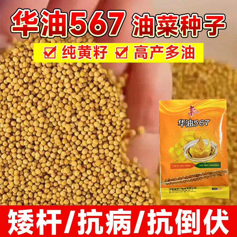 【量大优惠】华油567油菜种黄籽