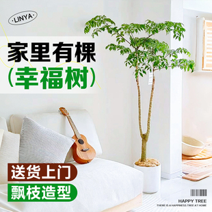 飘枝幸福树客厅盆栽大花盆老桩室内落地大型绿植物原生单杆除甲醛