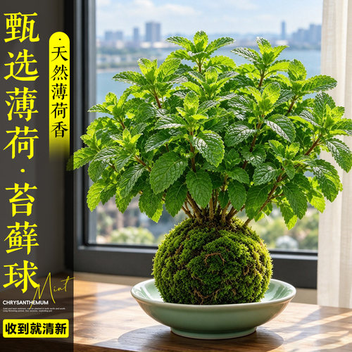 5A特级薄荷盆栽苔藓球懒人好养