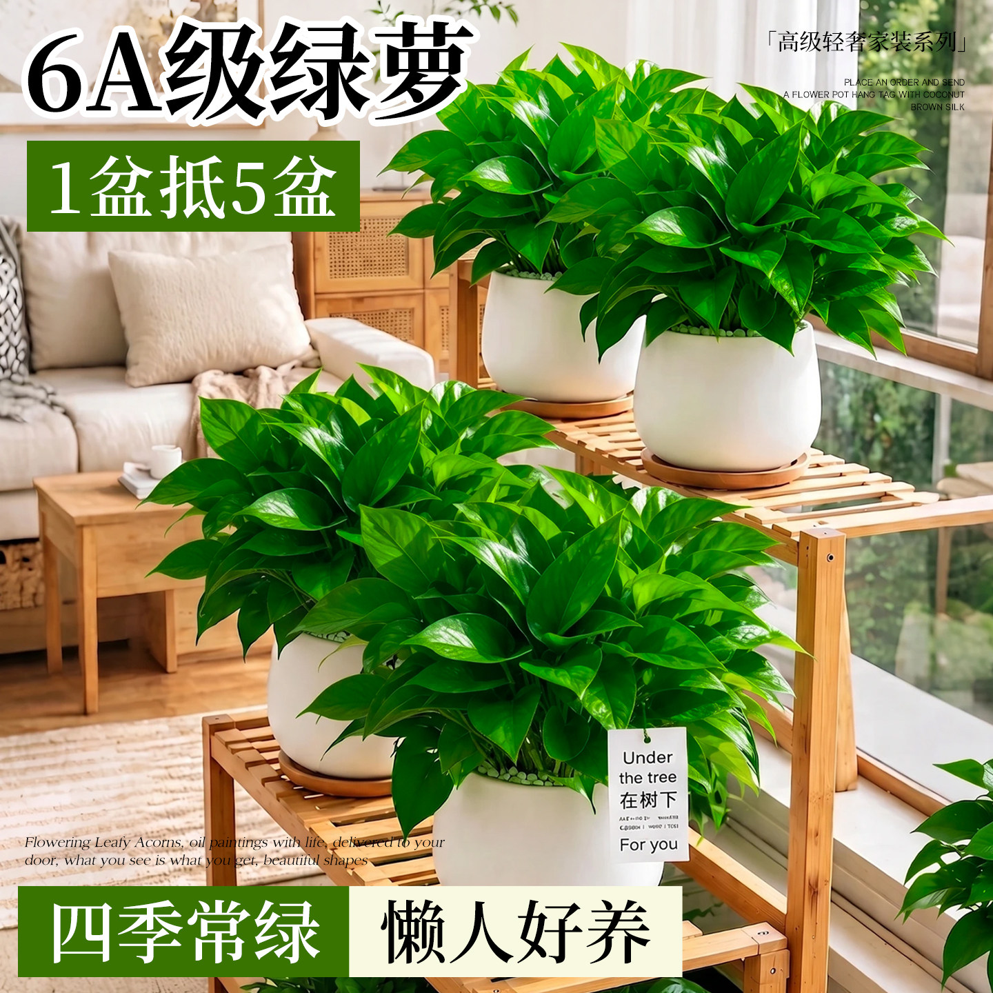 绿萝盆栽室内新房除甲醛植物办公室净化空气大盆金钻吊兰绿植好养