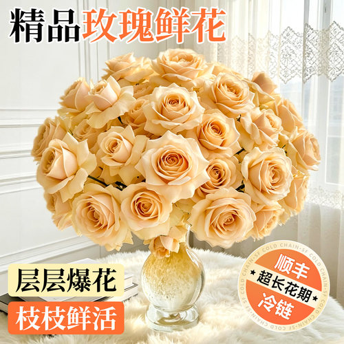 5A级玫瑰花鲜花云南基地直发