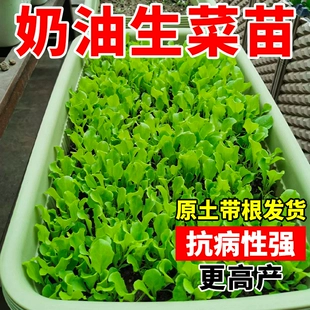 罗马奶油生菜种孑籽子新鲜蔬菜苗秧水培紫叶盆栽四季 好养种植大全