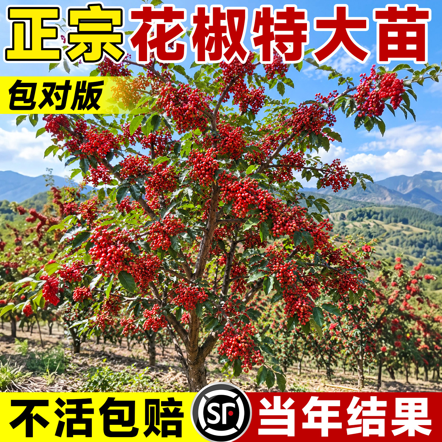 正宗大红袍花椒苗特大当年结果图片