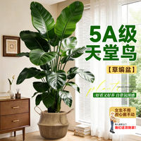 The large potted Strelitzia reginae in the living room exudes a sense of luxury. It is a large indoor floor-standing green plant that remains evergreen throughout the four seasons thumbnail 5