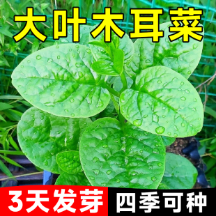 大叶木耳菜种籽盆栽阳台蔬菜种孑青菜苗秧苗大全菜籽种植四季 种植