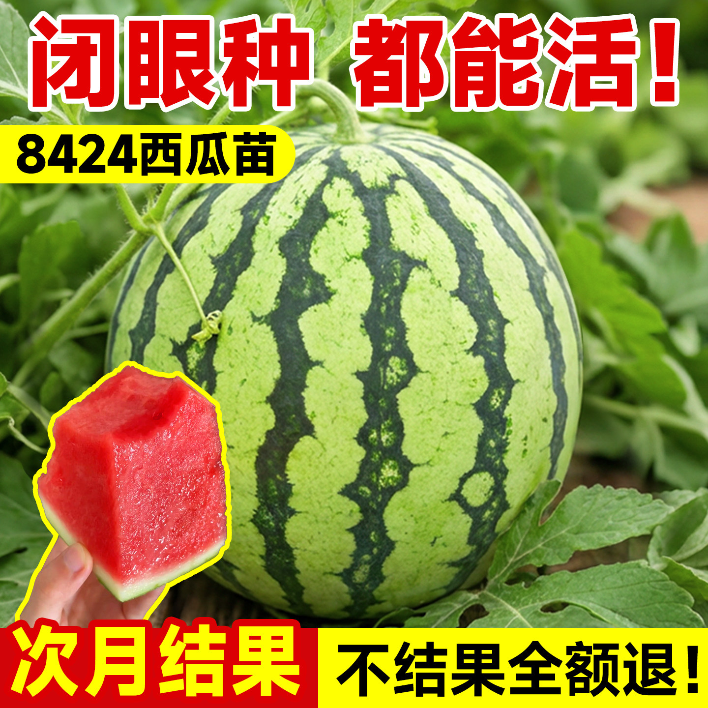 8424西瓜苗秧嫁接麒麟大西瓜盆栽种籽南方无籽西瓜水果蔬菜苗秧苗