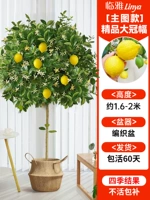 [Основное изображение] Высококачественный тканый горшок класса А с большой шириной кроны около 1,6-2 метра [много ветвей и много результатов] бесплатный шелк кокосовой пальмы + поднос + удобрение