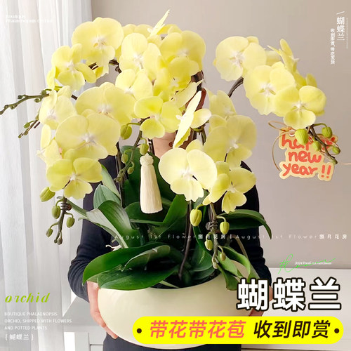 精品蝴蝶兰花苗盆栽带花苞轻奢高级感大花苗客厅室内植物四季开花