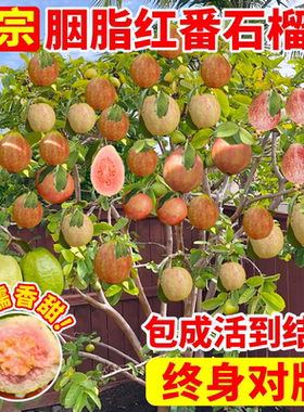 胭脂红番石榴苗庭院水果树果苗广东本地芭乐红宝石巴乐树苗南北方