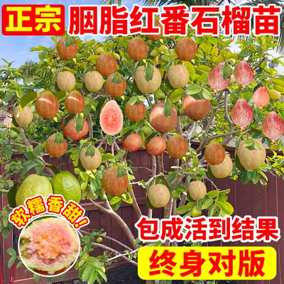 胭脂红番石榴苗庭院水果树果苗广东本地芭乐红宝石巴乐树苗南北方