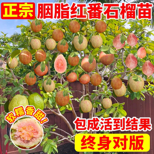 胭脂红番石榴苗庭院水果树果苗广东本地芭乐红宝石巴乐树苗南北方