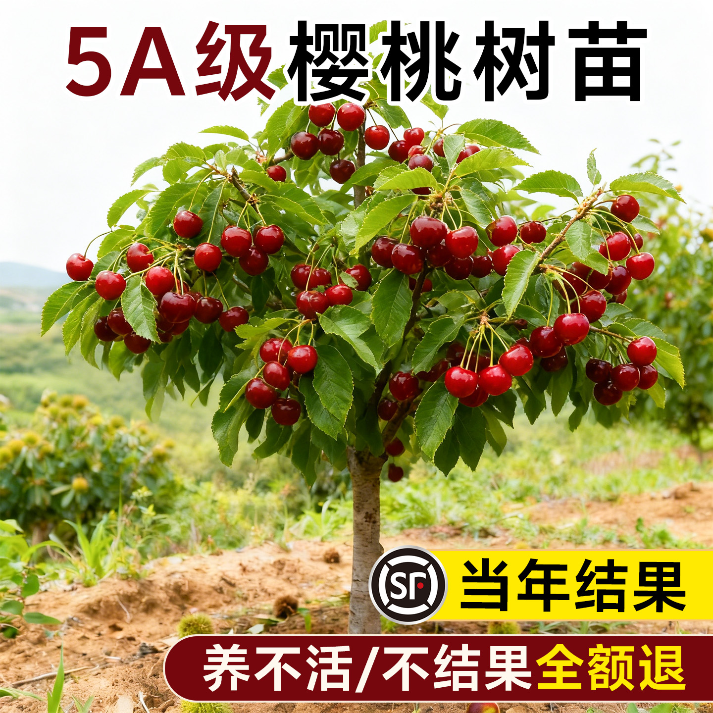 5A级樱桃树苗包养活结果不活包赔