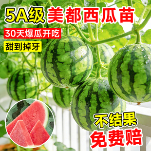 美都西瓜苗秧8424冰糖麒麟西瓜南方无籽高产大西瓜四季种籽种苗子